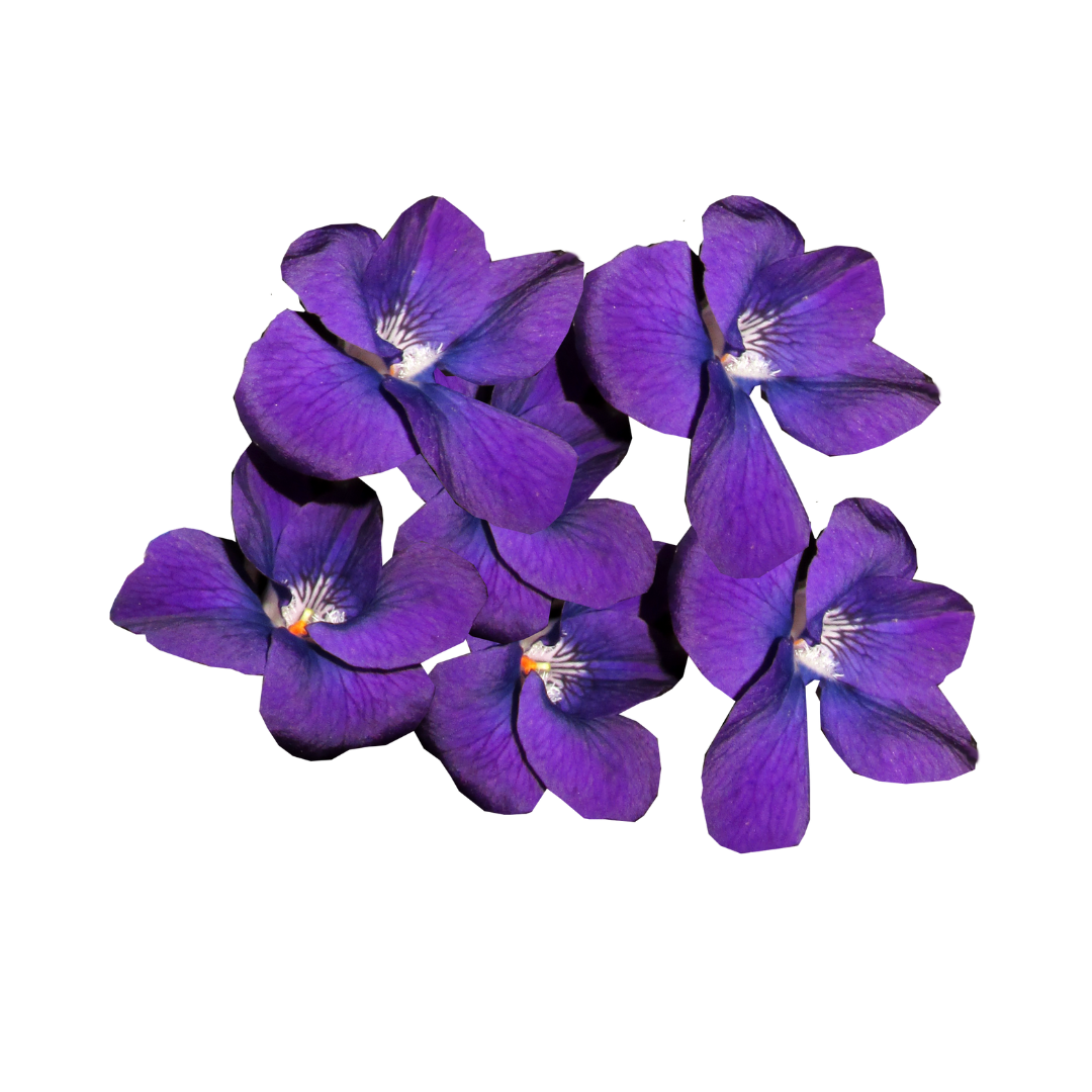 Les Fleurs de violette x15p